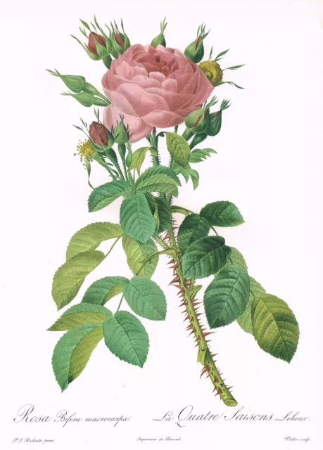 Redoute Rose Lelieur's Four Seasons 10" x 14" Print Flower Plant Picture RR#241