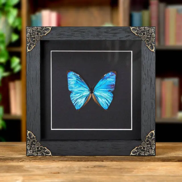 Aega Morpho Taxidermy Butterfly in in Baroque Style Frame