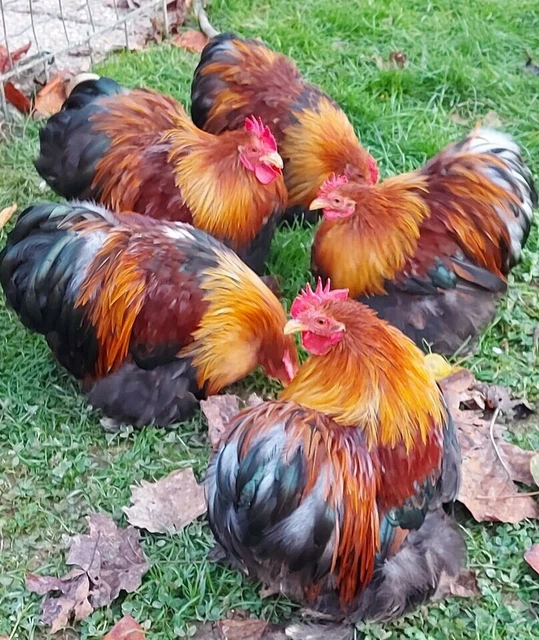 Uova Fertili : Animali In Vendita A Bernalda (Matera - Foto 14