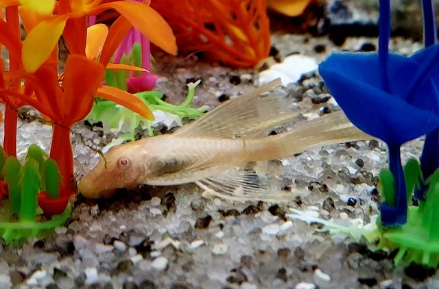 2 PACK - Longfin Albino Bristlenose Pleco 1.5 - 2" - Live Tropical Fish