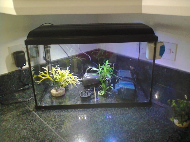 Fish Tank