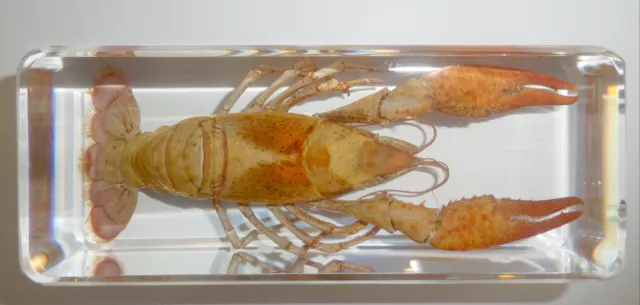 Red Lobster Freshwater Crayfish Procambarus clarkia Education Real Specimen