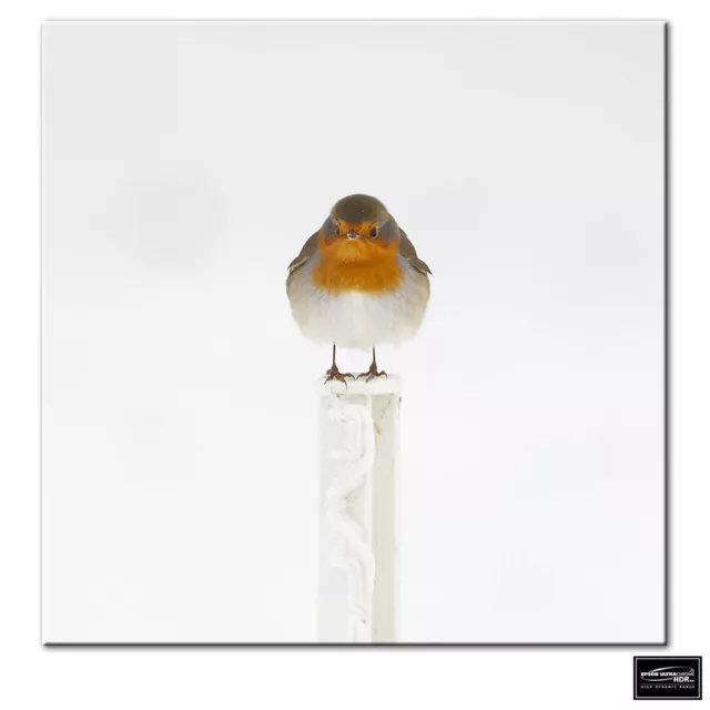 Animals Robin Red Breast   BOX FRAMED CANVAS ART Picture HDR 280gsm