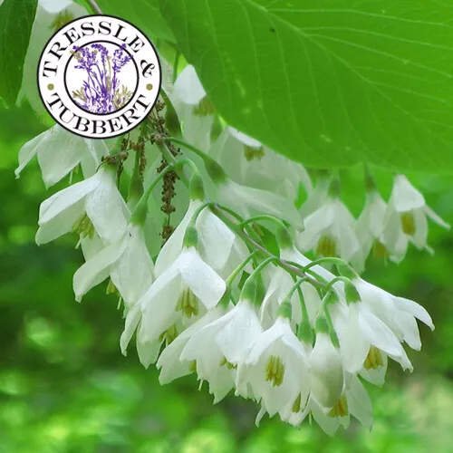 Rare Japanese Snowbell  Tree Styrax Japonica 3 seeds UK SELLER