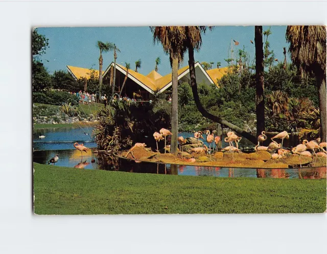 Postcard Nesting Flamingos Beside the Beautiful Lagoon Busch Gardens Tampa FL