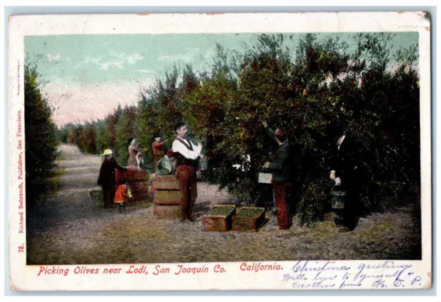 1906 Picking Olives Lodi Harvest San Joaquin Co. California CA Vintage Postcard