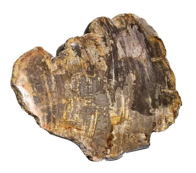 Beautiful Large Petrified Wood Slab