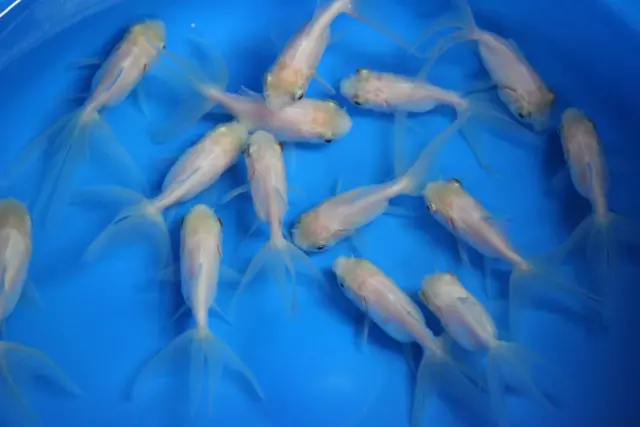 Live White Oranda Goldfish Medium for fish tank, koi pond or aquarium