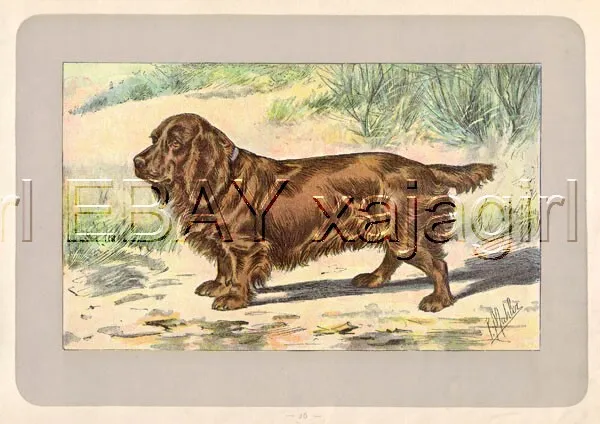 DOG Sussex Spaniel, Rare Antique 100-Year-Old French Dog Print