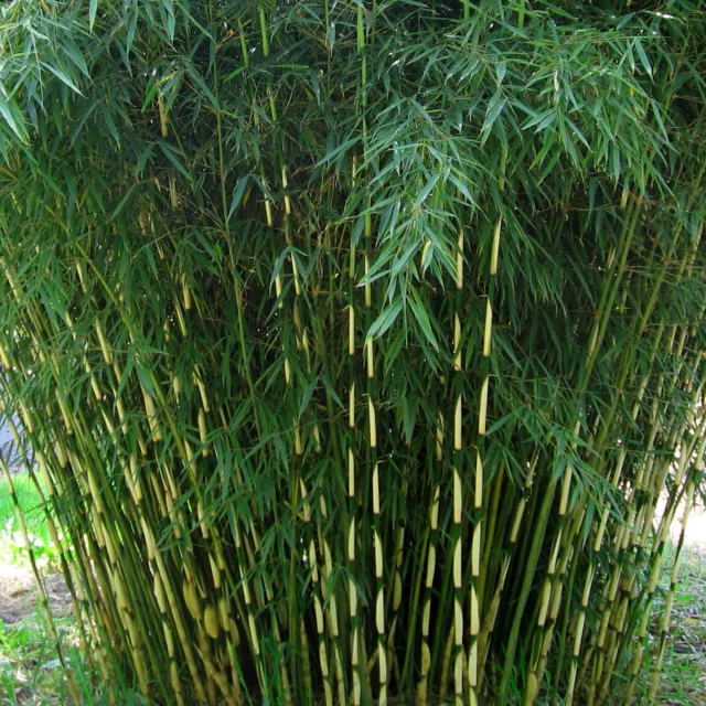 Umbrella Bamboo Fargesia Robusta Pingwu Fast Growing Screening Hedges - 14cm pot