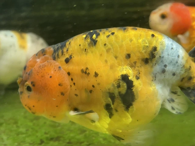 Live calico lionhead/ranchu Goldfish Large Lionhead US Born Goldfish Exact Fish