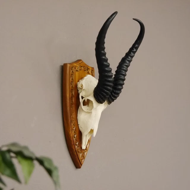 Gacela Antílope Trofeo de Calavera Hl 36 CM Escudo de Trofeo Decoración 88.6.91 3