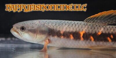 Red Rainbow Wolf Fish! Beautiful Deadly Predator - Super Impressive Fish! 4-5"