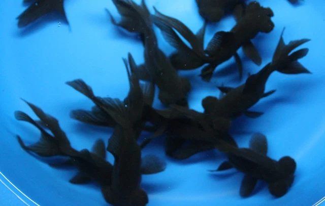 Live Black Moor small Goldfish  for fish tank, koi pond or aquarium