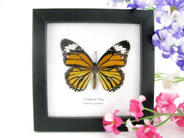 Common Tiger - beautiful real butterfly prepared - framed- museum quality