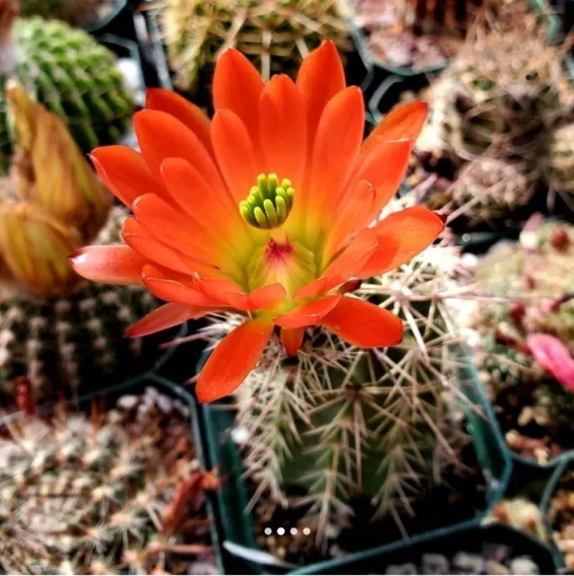 Echinocereus coccineus (15  seeds)