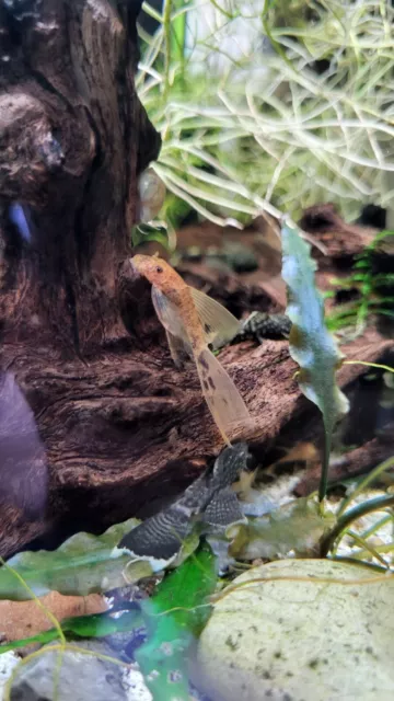 Brown / calico , long/short fin  Bristlenose/pleco live fish 1 inch $8