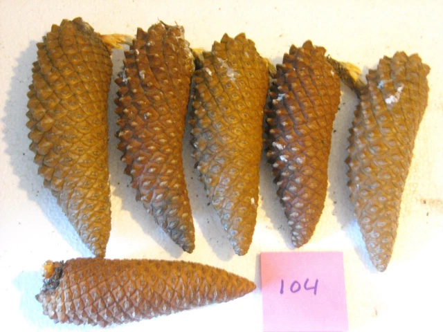 5 conos de pino de pernoca mediana GRASA fresca aprox 5" de largo oro oscuro