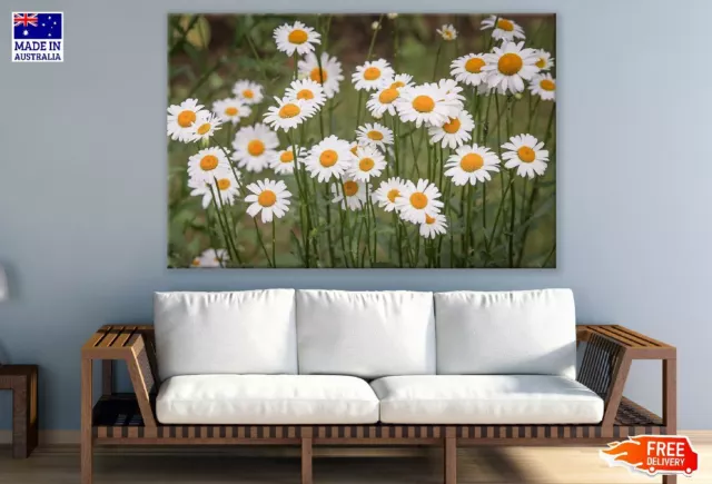 Daisy Flowers Closeup Photograph Wall Canvas Home Decor Australian Made Quality