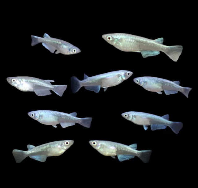 8 Medaka, Platinum Blue Miyuki Japanese Rice Fish, Easy Hardy Aquarium/Pond Fish