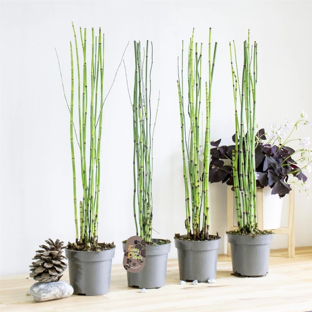 EQUISETUM HORSETAILS JAPAN plant evergreen indoor in 11cm pot snake