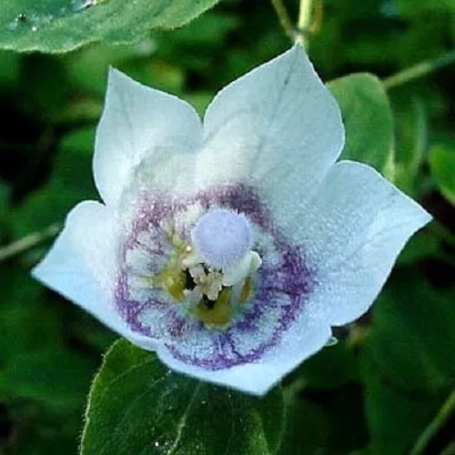 30+ Velvety Vining Codonopsis Clematidea "Lilac Eyes" Flower Seeds / Perennial