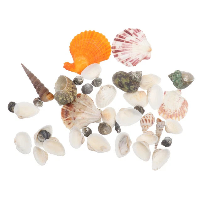 2 Bags Coquilles D'aquarium Bord De Mer Vase Ornements Présents