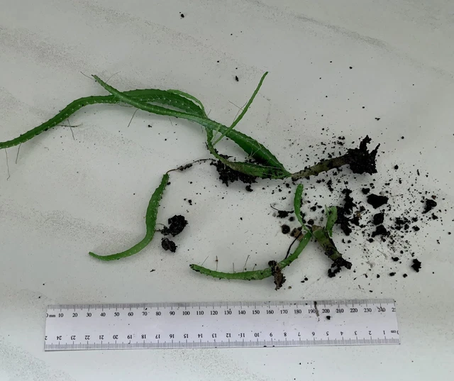 KÖNIGIN DER NACHT Selenicereus grandiflora, wurzelnackt, viele Luftwurzeln EUR 7,25 PicClick DE