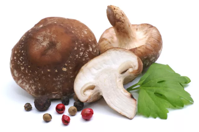 Impfdübel Shiitake 50 Stück, sehr keimfreudig! Pilzzucht, Pilzdübel,Pilzbrut