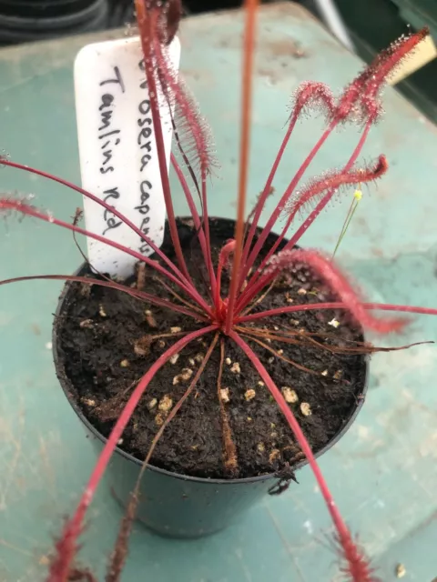 Carnivorous Plant: Drosera Capensis, Tamlins Red - 50+ seeds (Feb 2024)