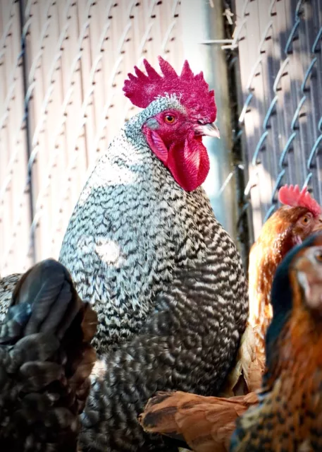 12 Fertile Chicken Hatching Eggs Barnyard Mix Fresh *RARE BREED* Possible! 3