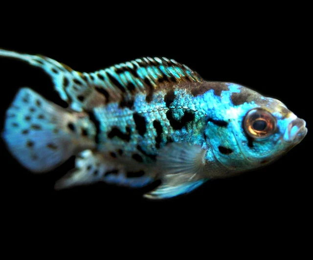 1 Pair Live Electric Blue Jack Dempsey Cichlid Fish USA Bred High Quality