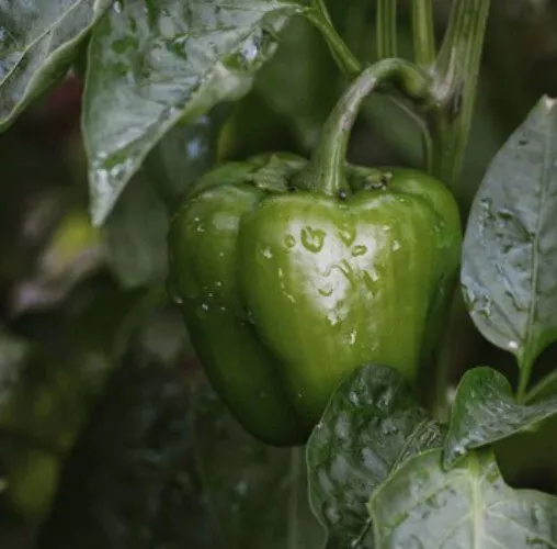 50 Organic Bell Pepper Seeds|USA|Texas|High Germination Rate