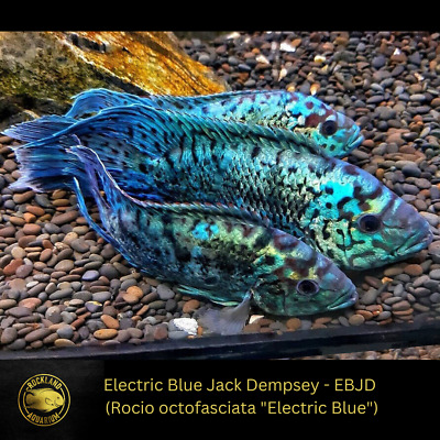 Electric Blue Jack Dempsey - South American Cichlid  - Live Fish (1.5" - 2")