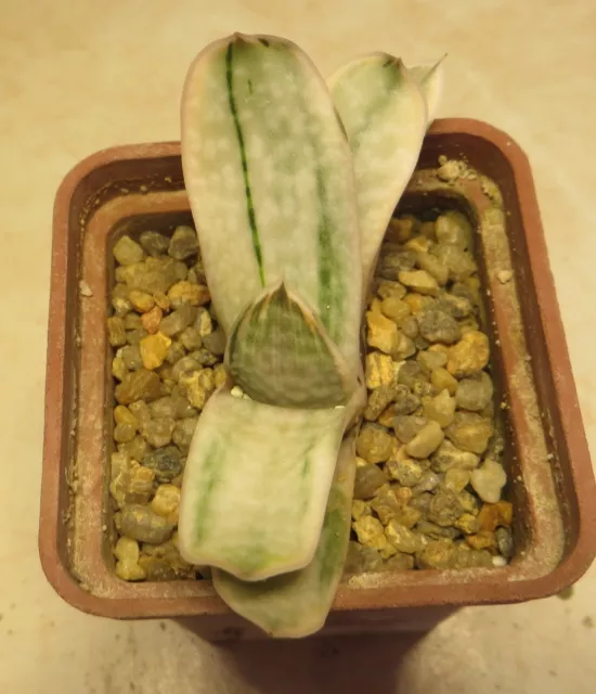 gasteria sakura fuji variegated