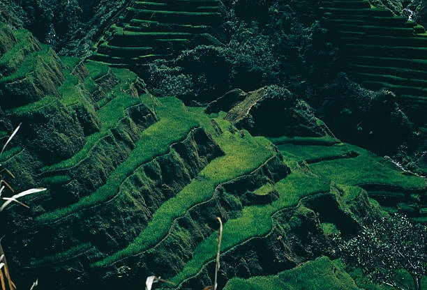 Phillipines Rice Terrace RICE TERRACES IN Ifugao, Philippines, circa 1960 Old Photo $8.50 ...