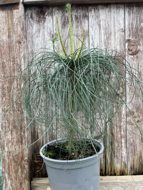 Chinese White Pine Tree | Pinus armandii Sapling | UK Grown | 30cm Tall 2L Pot