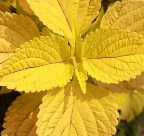 100 Yellow Coleus Seeds Coleus Blumei Garden Flower