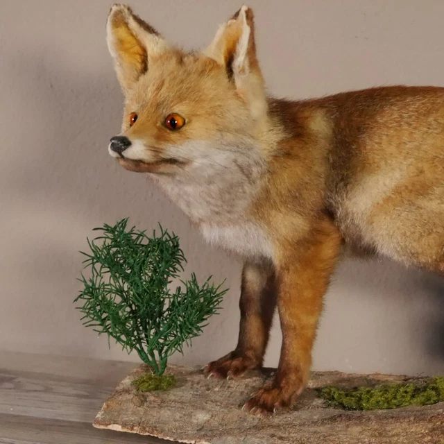 Joven fuchs En Tensión Ancho 61 CM Preparado Zorro Rojo Jungfuchs Preparado 2