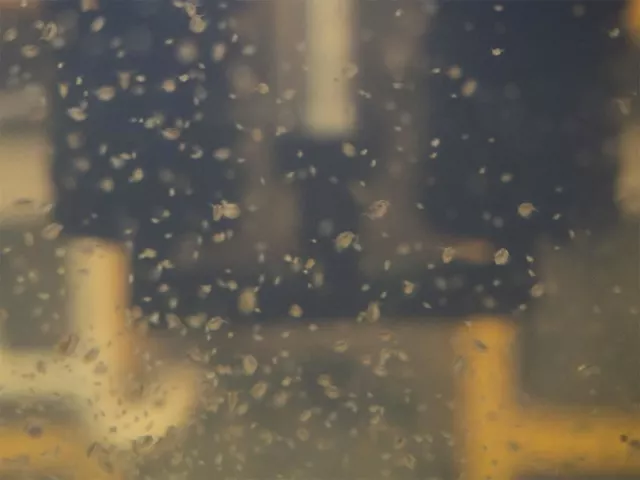 Live Daphnia AKA Water Flea (Daphnia magna) Culture - Aquatic Arts