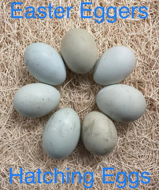 6- Easter Egger hatching eggs these are beautiful docile chicken