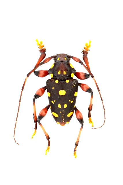CERAMBYCIDAE, Acanthoderes thammi, FEB09, 15MM, EC