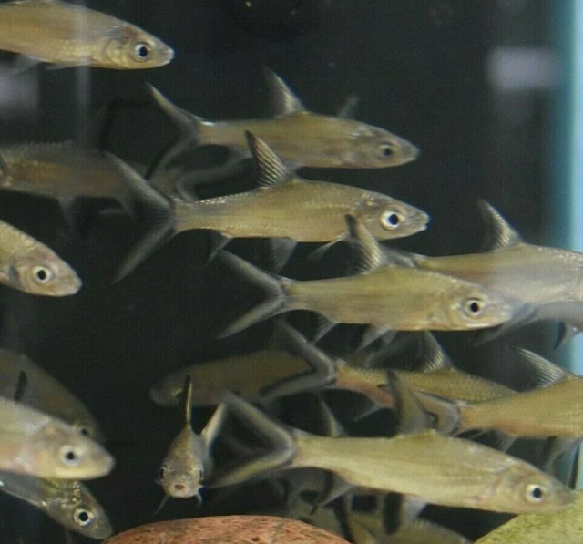 Live 2" Bala Shrk (Pack of 3 Freshwater Aquarium Fish) *PLS READ DESCR* 2