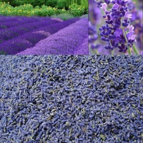 Dried French lavender strong fragrance