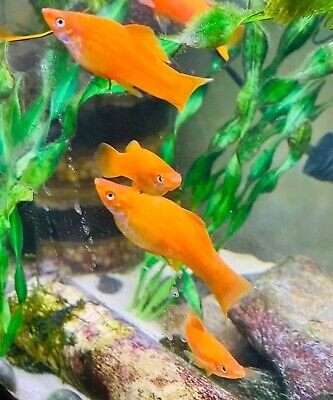 Swordtails Fish Orange juvenile (4x) - Live Aquarium Fish - USA Breeder / Seller