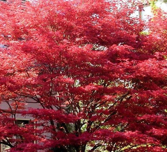 Erable Rouge Petit ERABLE ROUGE NAIN Acer Palmatum Atropurpureum lot de 2 pieds EUR 36,00 ...