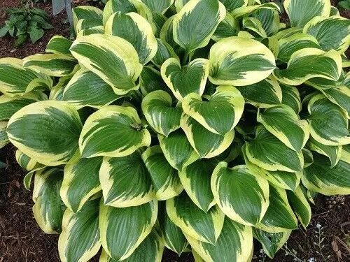 100 Hosta Plant Seeds Hosta plantaginea Garden Flowers Perennials