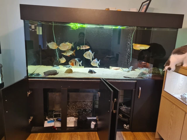 Bespoke large fish tank used, with base stand, sump, media and Cover with Lid