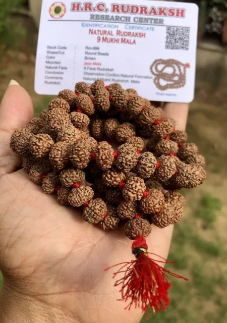 LAB CERTIFIÉ Rare 9 Mukhi RUDRAKSHA Rudraksh Mala ROSAIRE 108+1 Perles de...