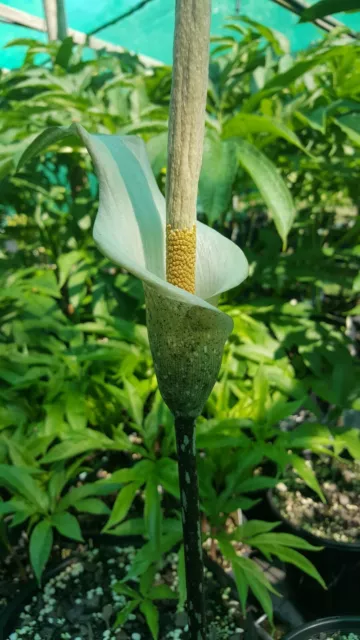 AMORPHOPHALLUS VARIABILIS . Voodoo Lily. 4.5cm dormant tuber. Aroid $15 ...